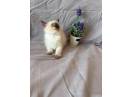 Ragdoll kittens